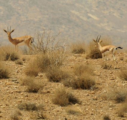 Хермед аймағы, әлемдегі ең кішкентай қошқар мекендейтін жер